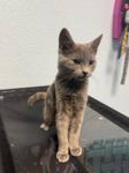 Saffron -  Domestic Short Hair Cat for Adoption in Chico, California - Saffron | PetCurious