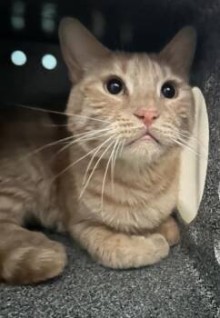 KITTY -  Domestic Short Hair Cat for Adoption in Las Vegas, Nevada - KITTY | PetCurious