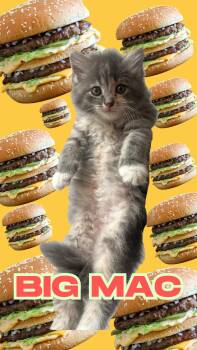 Domestic Short Hair Cats Available for Adoption in Rockville, Maryland - Big Mac | PetCurious
