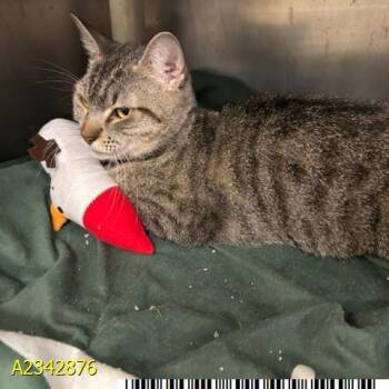 JUNEBUG -  Domestic Short Hair Cat for Adoption in West Palm Beach, Florida - JUNEBUG | PetCurious