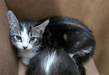 DONOVAN -  Domestic Short Hair Cat Available for Adoption in Dallas, Texas - DONOVAN | PetCurious