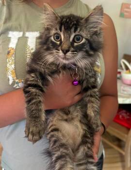 Nibbles -  Domestic Short Hair Cat for Adoption in Cloquet, Minnesota - Nibbles | PetCurious
