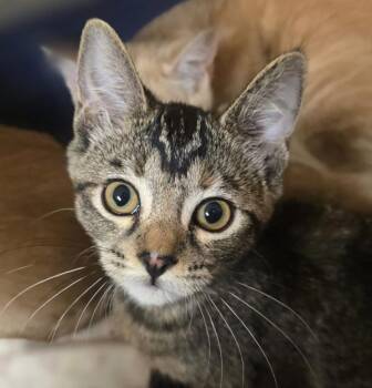 Hershey -  Domestic Short Hair Cat for Adoption in Oakland, California - Hershey | PetCurious
