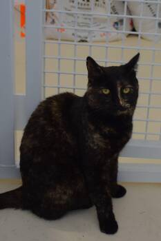 Tori -  Domestic Short Hair Cat for Adoption in Claresholm, Alberta - Tori | PetCurious