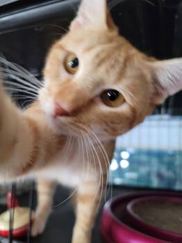 Ernie 3449 -  Domestic Short Hair Cat for Adoption in Locust Grove, Virginia - Ernie 3449 | PetCurious