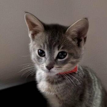 Lemon Square -  Domestic Short Hair Cat for Adoption in Goleta, California - Lemon Square | PetCurious
