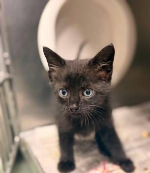 Binit -  Domestic Short Hair Cat for Adoption in Raleigh, North Carolina - Binit | PetCurious