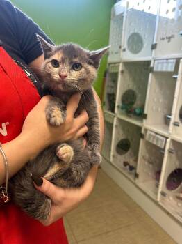 Graffitie -  Domestic Short Hair Cat for Adoption in Delson, Quebec - Graffitie | PetCurious