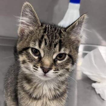 Domestic Short Hair Cats Available for Adoption in Washburn, Missouri - Cowabunga | PetCurious
