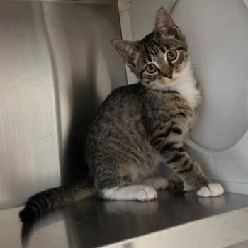 A654249 -  Domestic Short Hair Cat for Adoption in Houston, Texas - A654249 | PetCurious