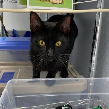 Matthew Green Collar -  Domestic Short Hair Cat for Adoption in Duncan, Oklahoma - Matthew Green Collar | PetCurious