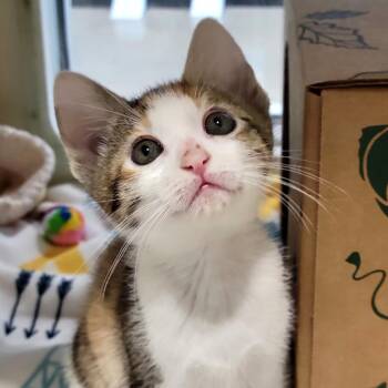 Domestic Short Hair Cats Available for Adoption in Sarasota, Florida - Dutchess | PetCurious