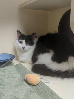 Snickers -  Domestic Medium Hair Cat for Adoption in Elyria, Ohio - Snickers | PetCurious
