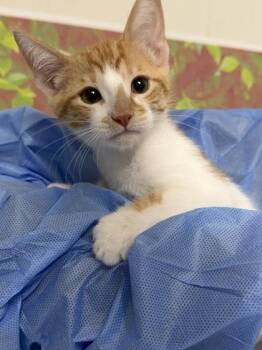 Bert -  Domestic Short Hair Cat for Adoption in San Antonio, Texas - Bert | PetCurious