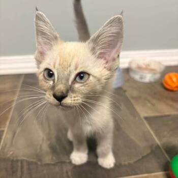 Lawrence -  Domestic Medium Hair Cat for Adoption in Wichita, Kansas - Lawrence | PetCurious