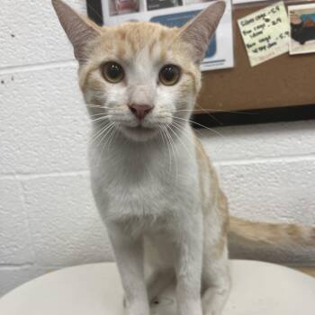 Domestic Short Hair Cats Available for Adoption - Trevor | PetCurious