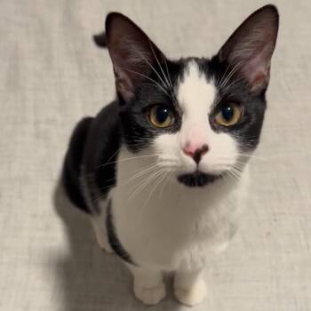 Rescue Domestic Short Hair Cats for Adoption - Dottie | PetCurious