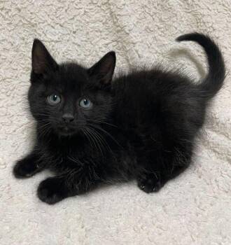 Domestic Short Hair Cats Available for Adoption in Jackson, Michigan - Pepper | PetCurious