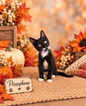 Persephone -  Tuxedo Cat for Adoption in Tavares, Florida - Persephone | PetCurious