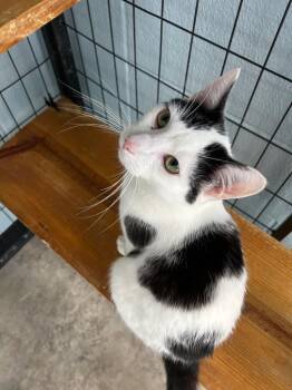 Domestic Short Hair Cats Available for Adoption in Bryan, Ohio - Sage | PetCurious