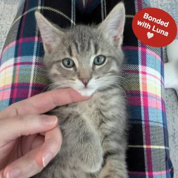 Leo -  Domestic Short Hair Cat Available for Adoption in Traverse City, Michigan - Leo | PetCurious