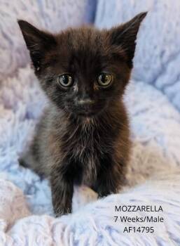Mozzarella -  Domestic Short Hair Cat for Adoption - Mozzarella | PetCurious