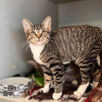 Evie -  Domestic Short Hair Cat for Adoption in Davenport, Iowa - Evie | PetCurious