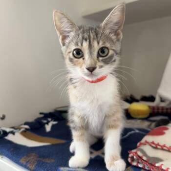 Annabelle -  Domestic Short Hair Cat for Adoption in Ojai, California - Annabelle | PetCurious