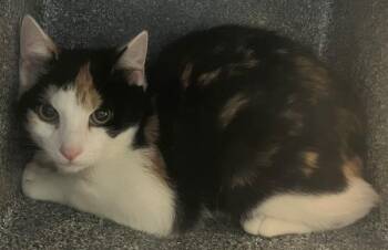 Domestic Short Hair Cats Available for Adoption - Diamond | PetCurious