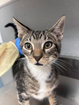 Domestic Short Hair Cats Available for Adoption in Las Vegas, Nevada - TIGER | PetCurious