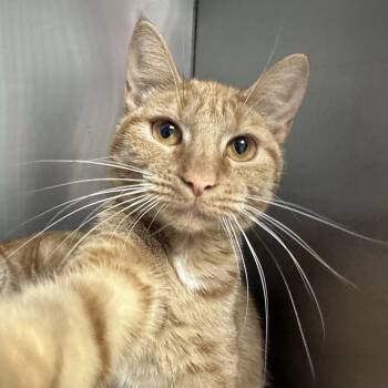 Domestic Short Hair Cats Available for Adoption in Blaine, Minnesota - Macha  | PetCurious