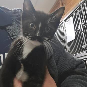 Domestic Short Hair Cats Available for Adoption - Benedict | PetCurious