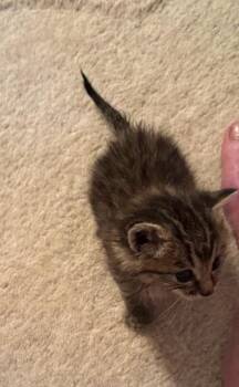 Tinker C -  Tabby Cat Available for Adoption in Somerset, Kentucky - Tinker C | PetCurious