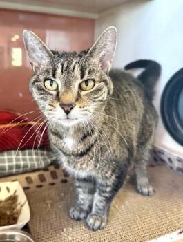 Rescue Domestic Short Hair Cats for Adoption in Fernandina Beach, Florida - ORION | PetCurious
