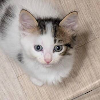 Verona 23 -  Domestic Short Hair Cat for Adoption in Austin, Texas - Verona 23 | PetCurious