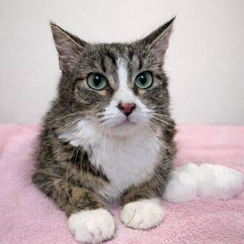 Domestic Medium Hair Cats Available for Adoption in Austin, Texas - Sugar Glider | PetCurious