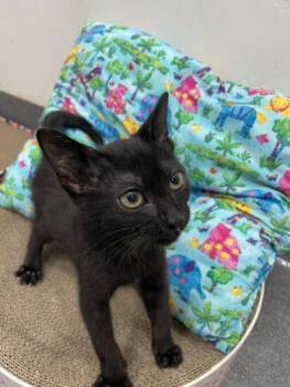Luna -  Domestic Short Hair Cat for Adoption in Encinitas, California - Luna | PetCurious