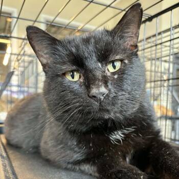 Domestic Short Hair Cats Available for Adoption - Misha | PetCurious