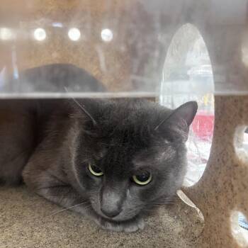 Milo -  Domestic Short Hair Cat for Adoption in Philadelphia, Pennsylvania - Milo | PetCurious