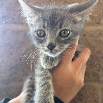 Bunny -  Oriental Long Hair Cat for Adoption in Fresno, California - Bunny | PetCurious
