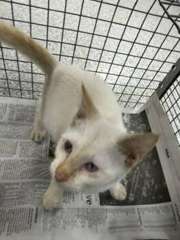 A187085 -  Domestic Short Hair Cat for Adoption in Pasadena, Texas - A187085 | PetCurious