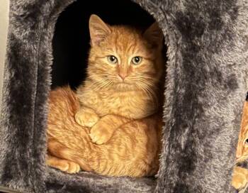 Rescue Domestic Short Hair Cats for Adoption in Windsor, Connecticut - 2025-159 Garfield | PetCurious