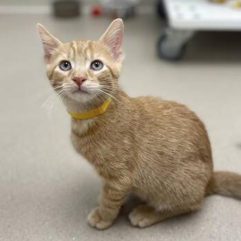 Cornbread -  Domestic Short Hair Cat for Adoption in Champaign, Illinois - Cornbread | PetCurious
