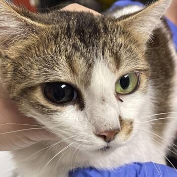 Domestic Short Hair Cats Available for Adoption in Canton, Illinois - Trish | PetCurious