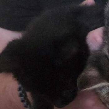 Lancelot -  Domestic Short Hair Cat for Adoption in West Palm Beach, Florida - Lancelot | PetCurious