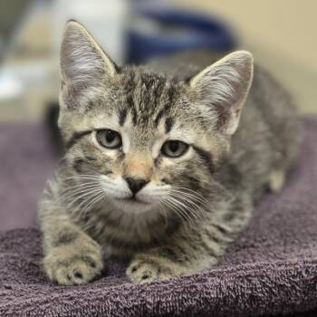 Buzz -  Domestic Short Hair Cat for Adoption in Wickenburg, Arizona - Buzz | PetCurious