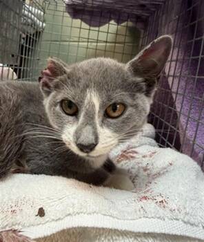 BONNET -  Domestic Medium Hair Cat for Adoption in Jacksonville, Florida - BONNET | PetCurious