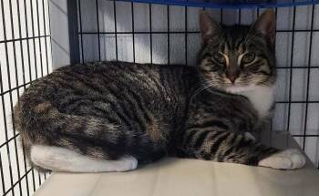 Domestic Short Hair Cats Available for Adoption - Cocktail | PetCurious