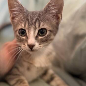 Gonzo Rodriguez -  Domestic Short Hair Cat for Adoption in Eagle Mountain, Utah - Gonzo Rodriguez | PetCurious