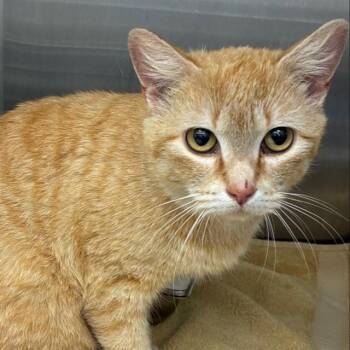 ROWENA -  Domestic Short Hair Cat for Adoption in Barnstable, Massachusetts - ROWENA | PetCurious